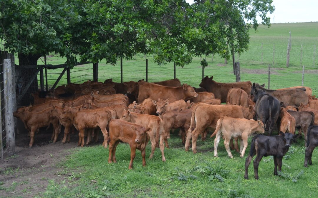 Los bovinos Limangus reyes de la ganadería de carne