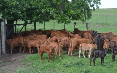 Los bovinos Limangus reyes de la ganadería de carne
