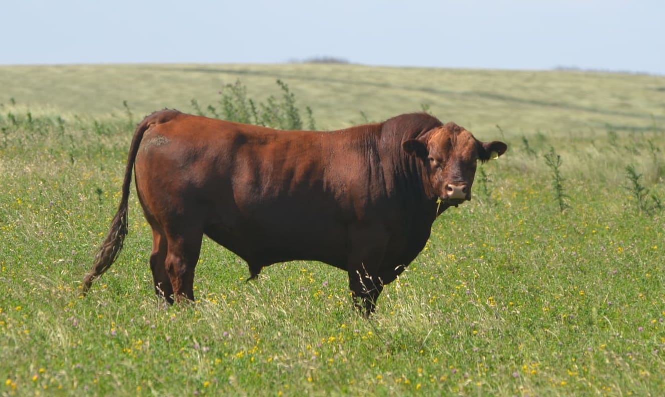 Toros 4