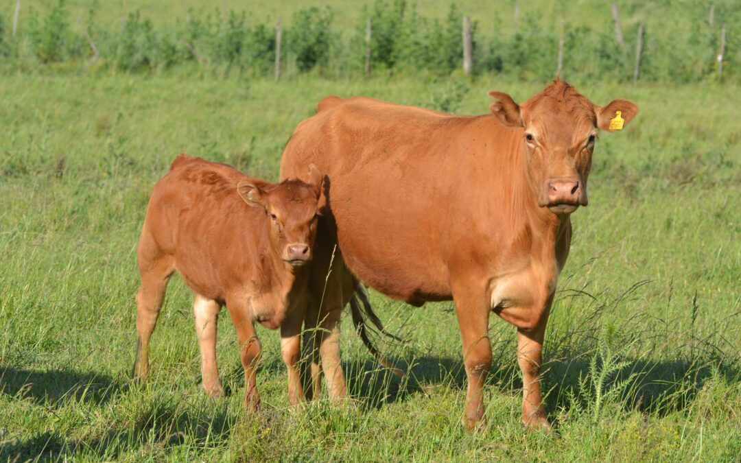 Cómo hacer crecer la raza Limangus?