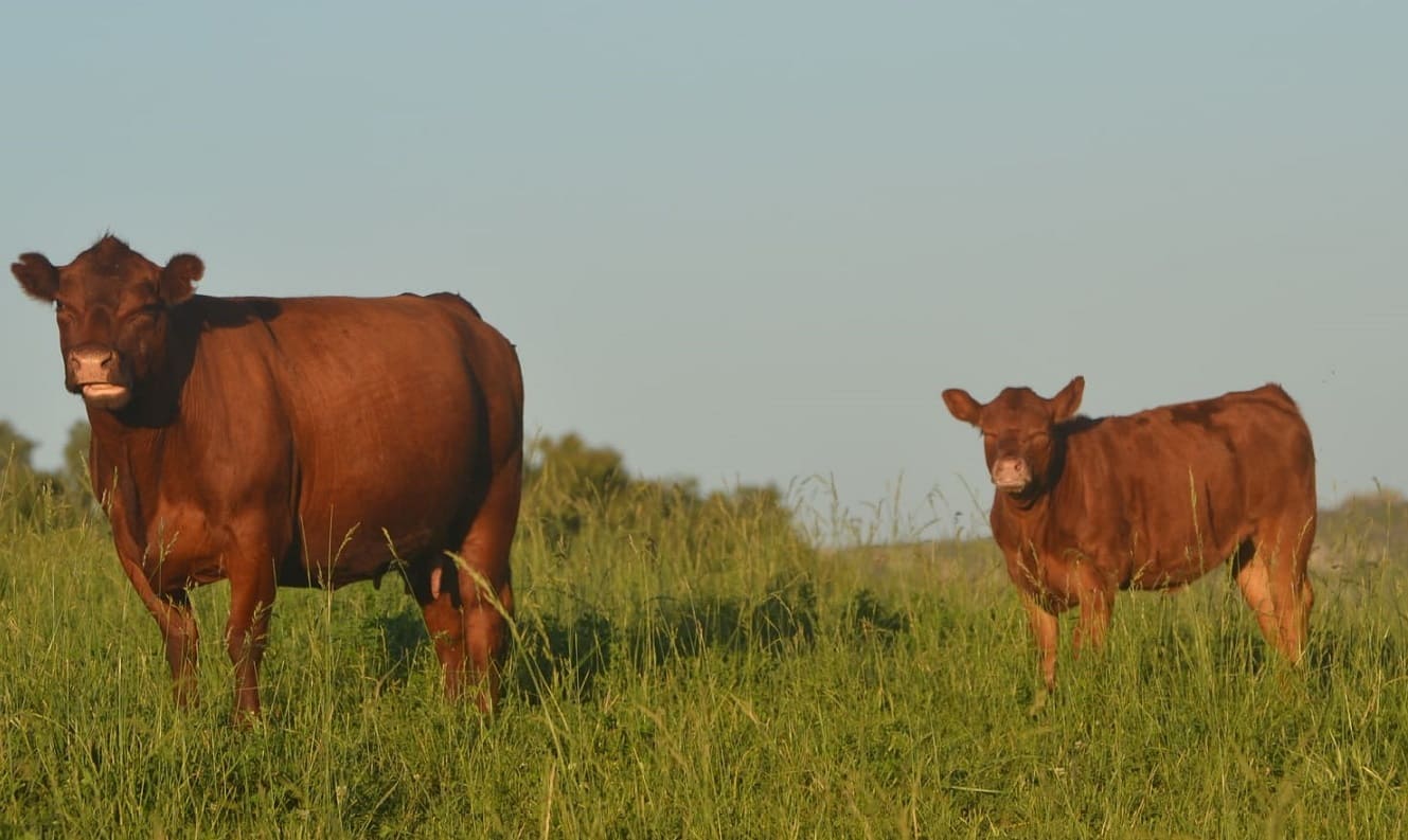 Vacas 6