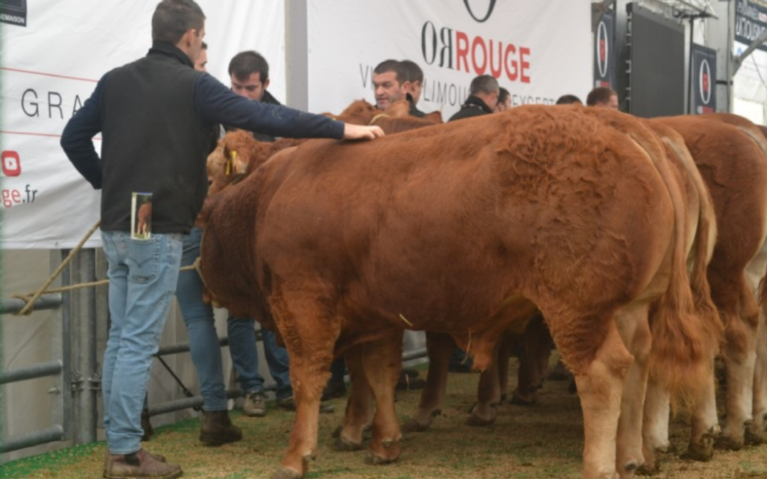 Oro rojo