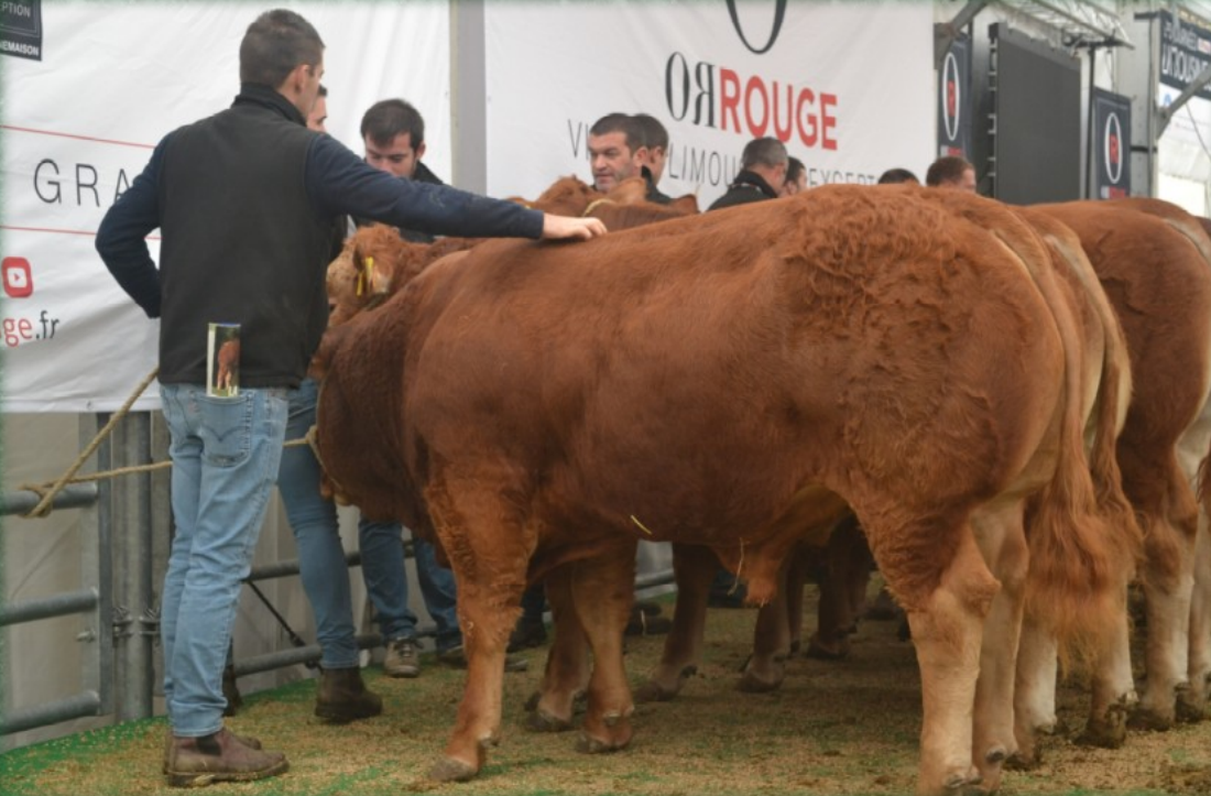 oro rojo